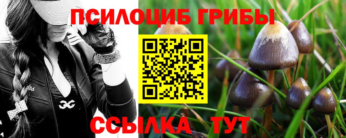Псилоцибиновые грибы Cubensis Туапсе